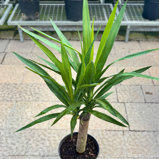 Yucca gigantea (cane) - Pot 10"