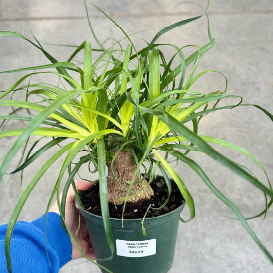 Beaucarnea recurvata - Pot 6"