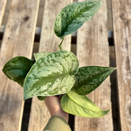 Scindapsus pictus 'Exotica' - Pot 4"