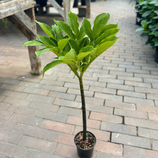 Amorphophallus nicolsonianus - Pot 5"