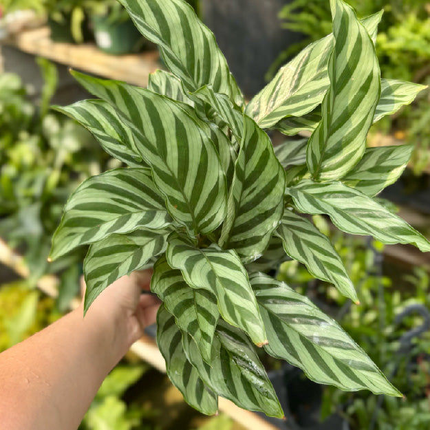 Calathea concinna 'Freddie' - Pot 6"