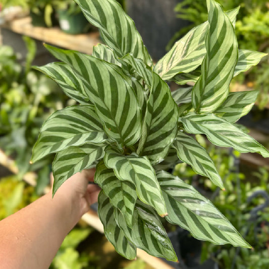 Calathea concinna 'Freddie' - Pot 6"
