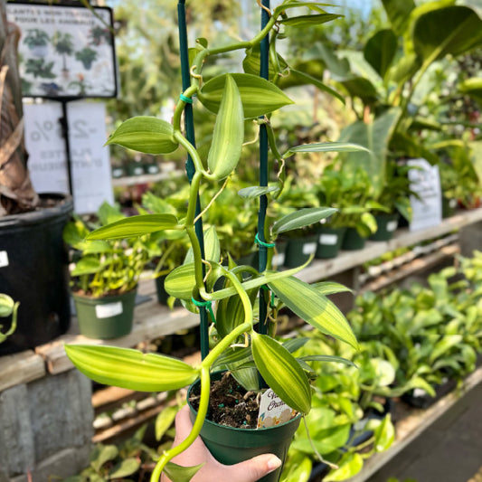 Vanilla planifolia - Pot 4"