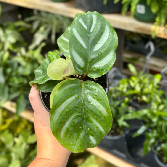 Calathea fasciata 'Besar' - Pot 4"