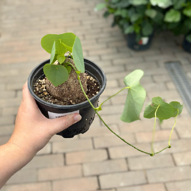 Stephania erecta - Pot 4"