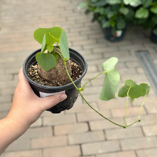 Stephania erecta - Pot 4"