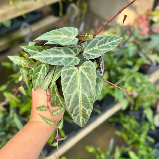Cissus amazonica - Pot 4"