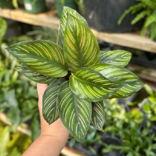 Calathea ornata 'Beauty Star' - Pot 4"