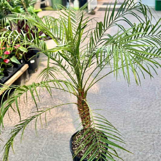 Phoenix roebelenii - Pot 12"