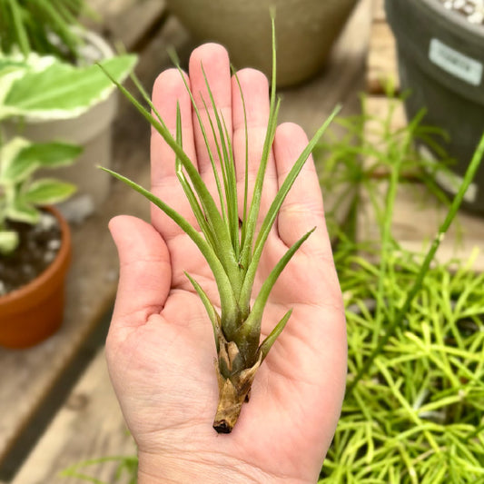 Tillandsia au choix sp. - Petit