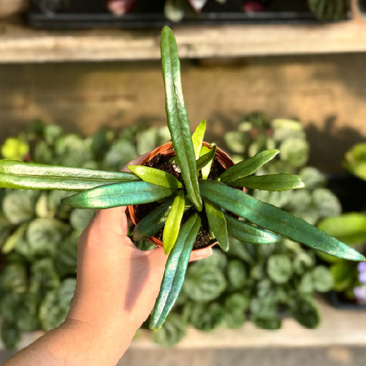 Microsorum thailandicum - Pot 2,25"