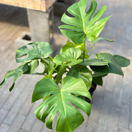 Monstera deliciosa - Pot 10"