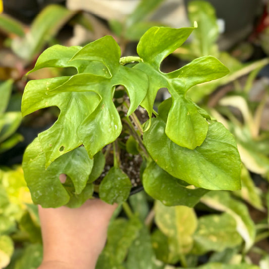 Rhaphidophora tetrasperma - Pot 4"