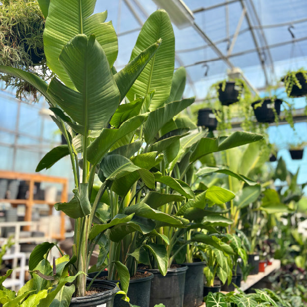 Strelitzia nicolai - Pot 17"