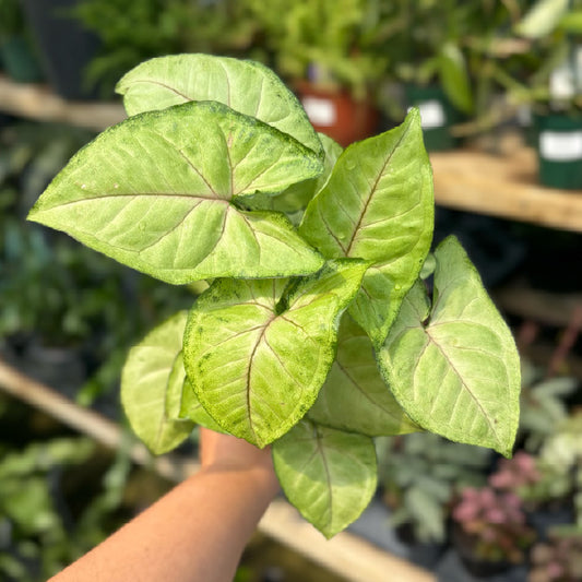 Syngonium podophyllum 'White Butterfly' - Pot 4"