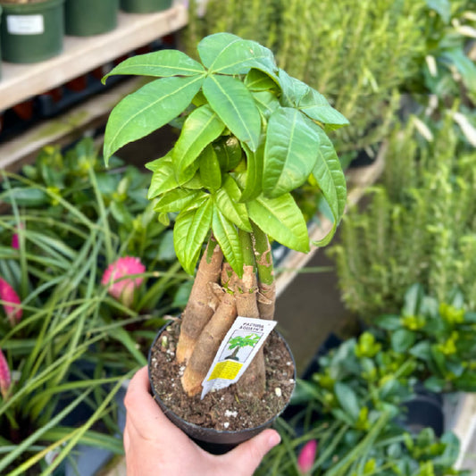 Pachira aquatica - Pot 4"