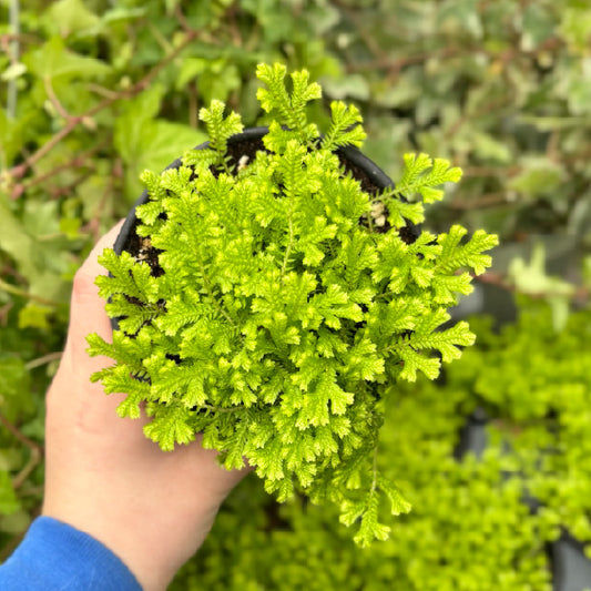 Selaginella kraussiana - Pot 4"