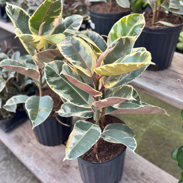 Ficus elastica 'Tineke' - Pot 10"