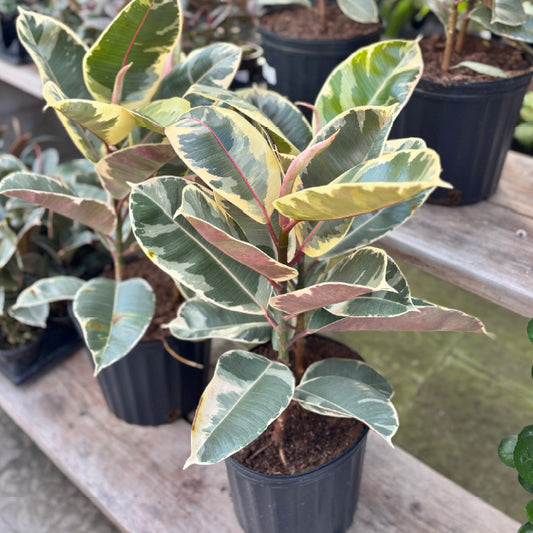 Ficus elastica 'Tineke' - Pot 10"