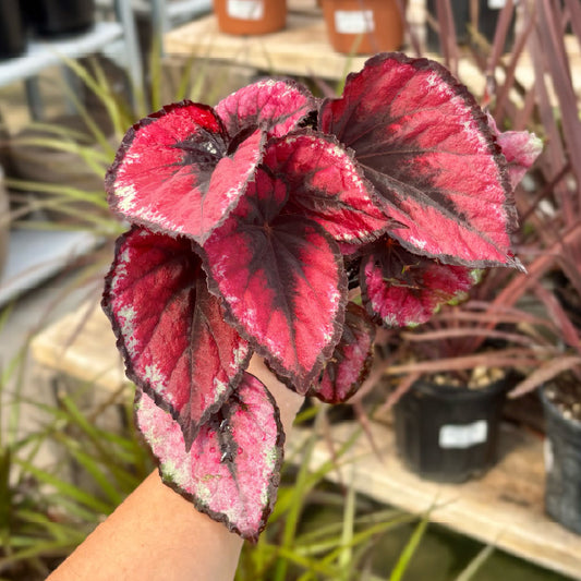 Begonia rex 'Red Kiss' - Pot 4"