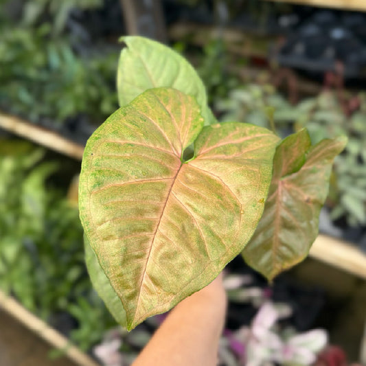 Syngonium podophyllum 'Mango Allusion' - Pot 4"