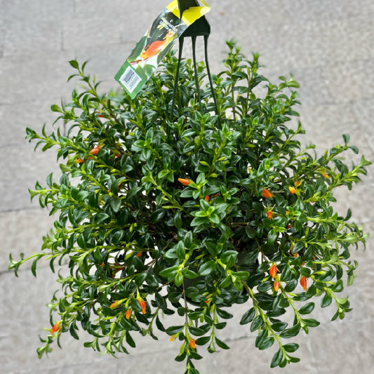 Nematanthus gregarius- Panier suspendu 6"