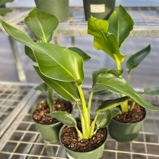 Strelitzia nicolai - Pot 6"