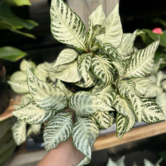 Aphelandra squarrosa 'Snow White' - Pot 6"