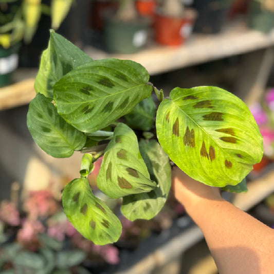 Maranta leuconeura - Pot 4"