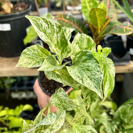 Epipremnum aureum 'New Marble Queen' - Pot 4"