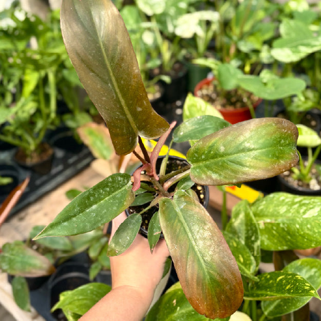 Philodendron 'Sayaka' - Pot 4"