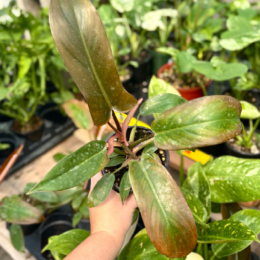 Philodendron 'Sayaka' - Pot 4"