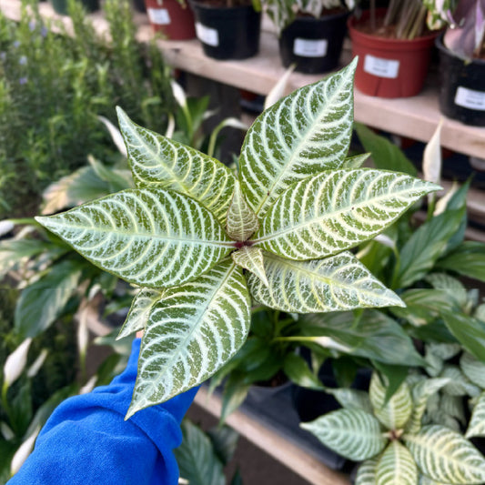 Aphelandra squarrosa 'Snow White' - Pot 4"