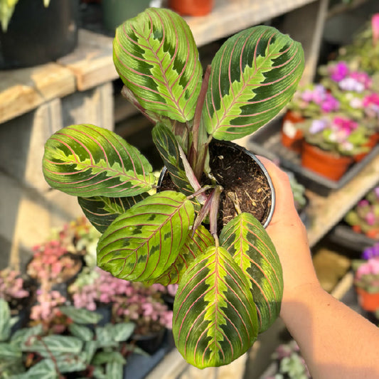 Maranta leuconeura rouge - Pot 4"