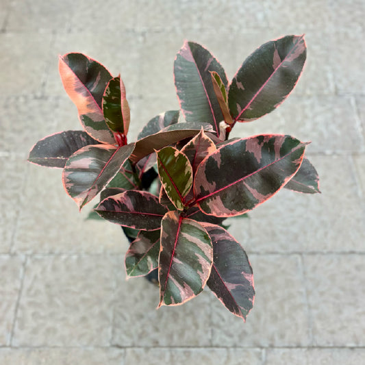 Ficus elastica 'Ruby' - Pot 10"