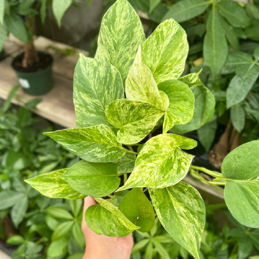 Epipremnum aureum 'Marble Queen' - Pot 6"