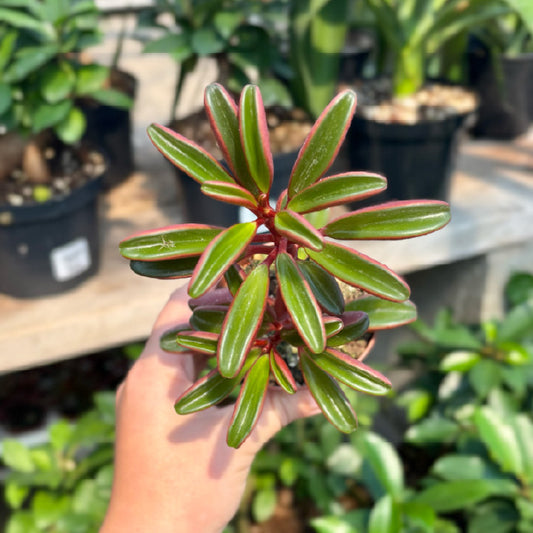 Peperomia graveolens - Pot 2,5"