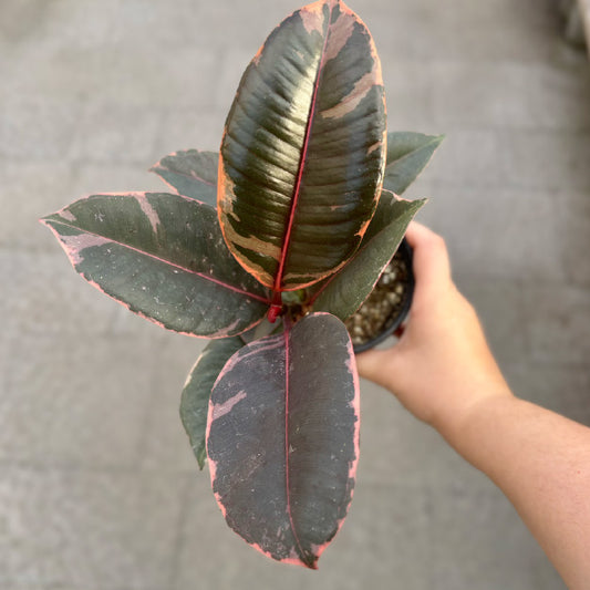 Ficus elastica 'Ruby' - Pot 4"