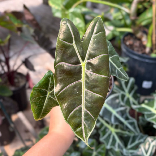 Alocasia 'Purple Vein' - Pot 4"