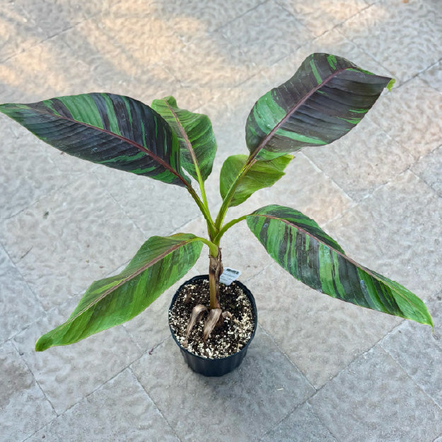 Musa 'Ever Red' - Pot 7"