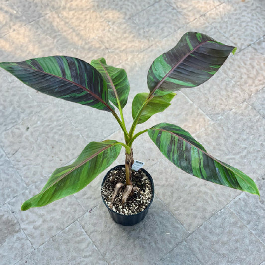 Musa 'Ever Red' - Pot 7"