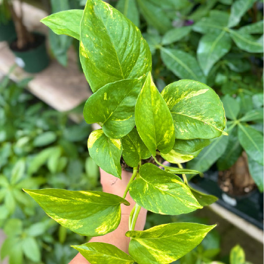 Epipremnum aureum - Pot 4"