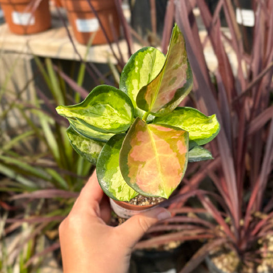 Hoya 'Lisa' - Pot 2,5"