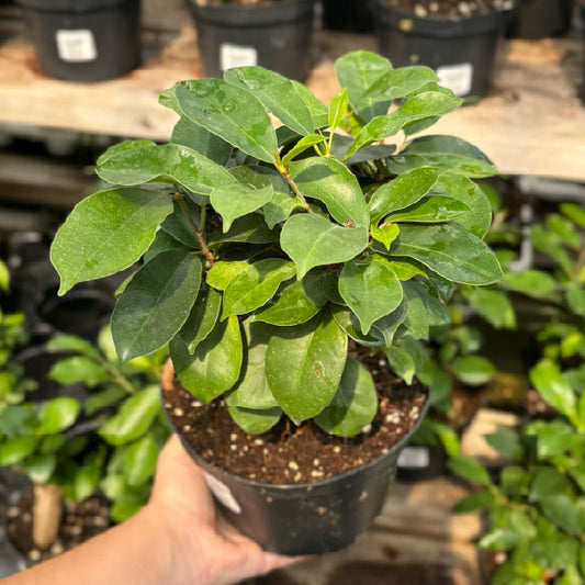 Ficus microcarpa 'Ginseng' (bonsaï) - Pot 6"