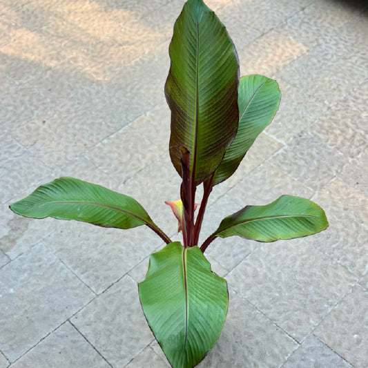 Ensete ventricosum 'Maurelii' - Pot 7"