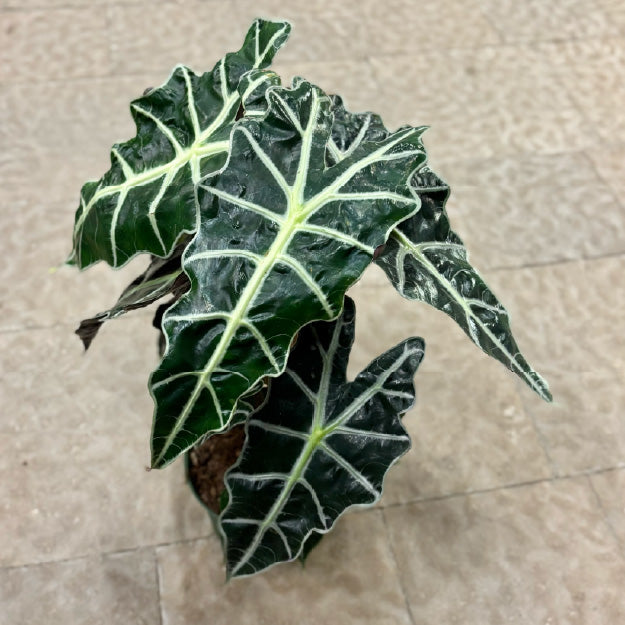 Alocasia amazonica 'Polly' - Pot 6"
