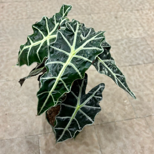 Alocasia amazonica 'Polly' - Pot 6"