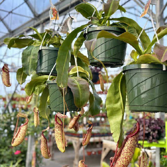 Nepenthes 'Miranda' - Panier suspendu 8"
