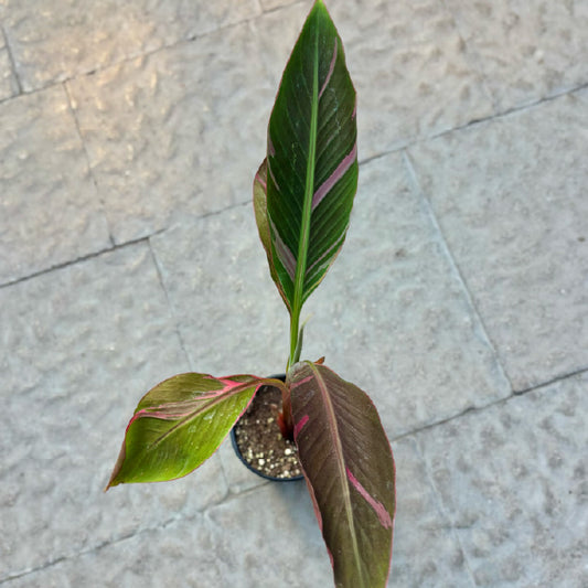 Musa 'Nono Lady Diva' - Pot 4"