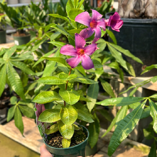 Mandevilla 'Bluephoria' - Pot 4"